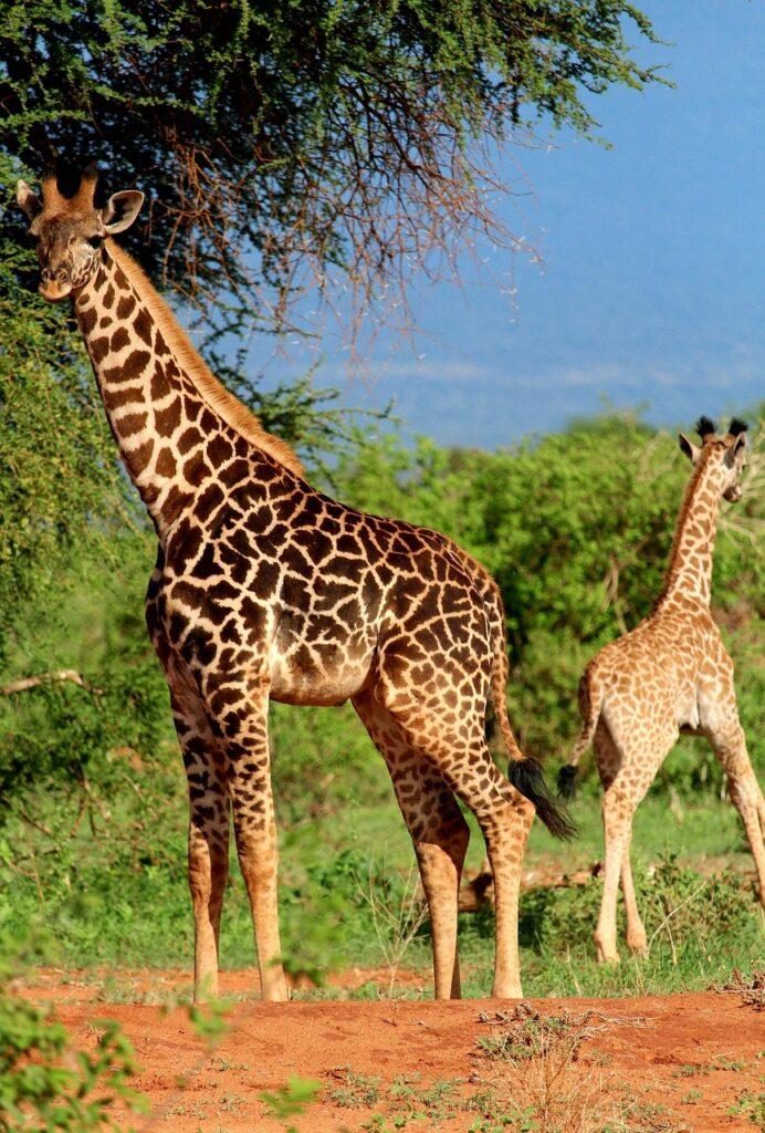 giraffe-2242923_1280